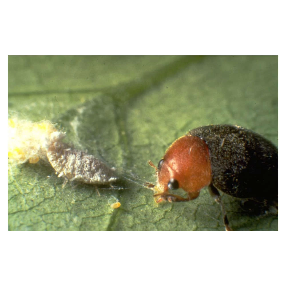 Coccinelle Cryptolæmus Montrouzieri, 25 Adultes Anti-cochenilles – Image 5