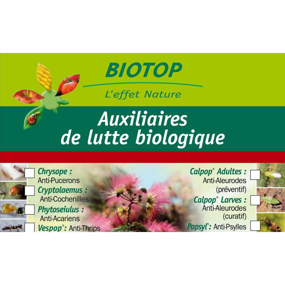 Coccinelle Cryptolæmus Montrouzieri, 25 Adultes Anti-cochenilles – Image 2