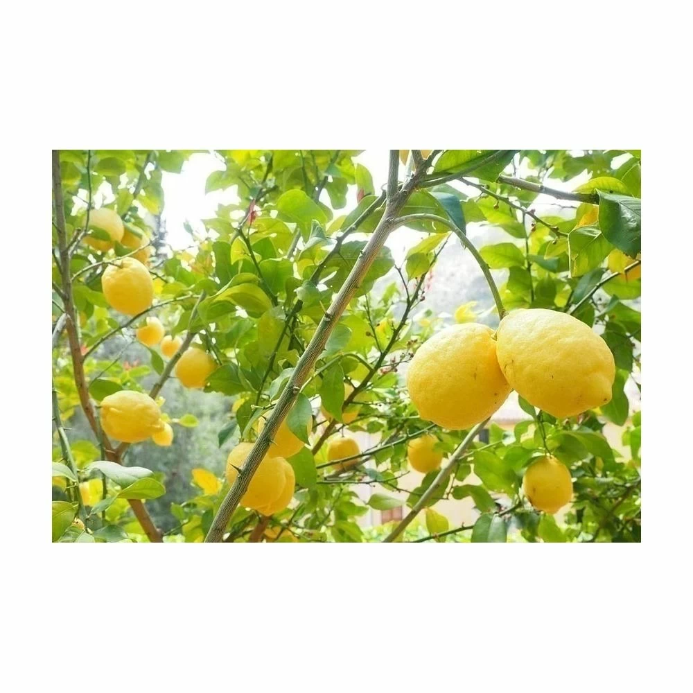 Terreau Pour Agrumes Et Plantes Méditerranéennes (lot De 3) – Image 3