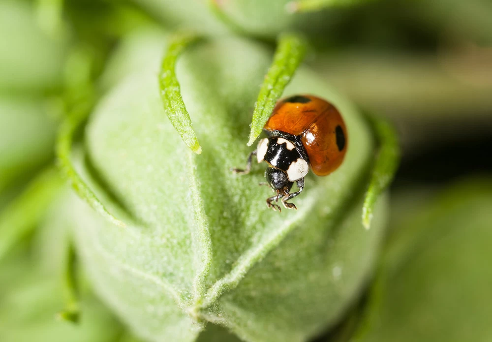 100 Coccinelles Adultes Anti-pucerons - Coccifly – Image 3