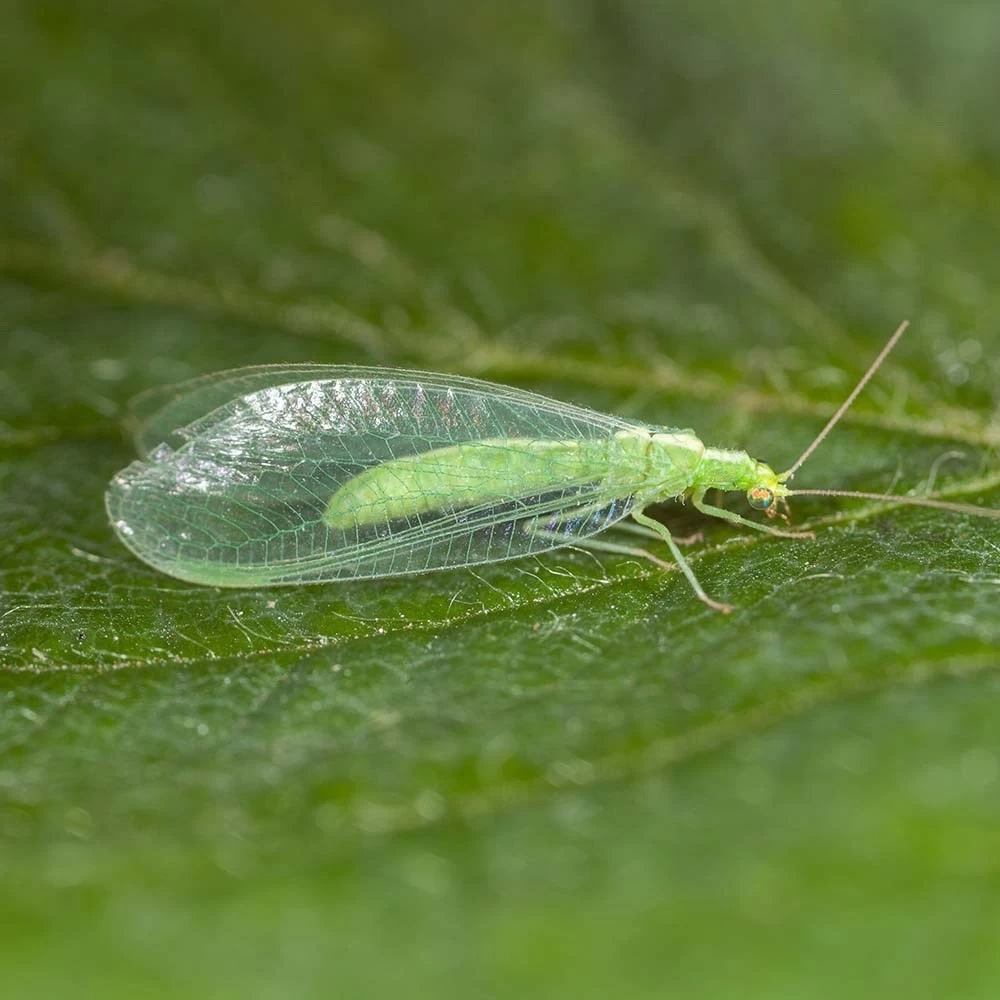 100 Larves Chrysopes Anti-pucerons, Cochenilles Et Acariens – Image 3