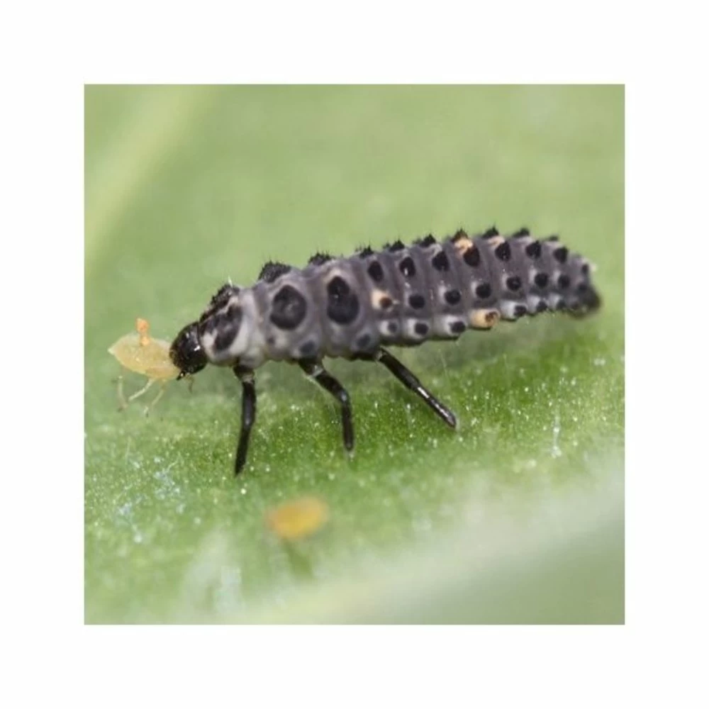 1000 Larves Coccinelles Anti-pucerons - Coccifly – Image 3