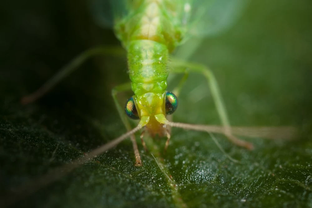 Chrysope 300 Oeufs – Image 4
