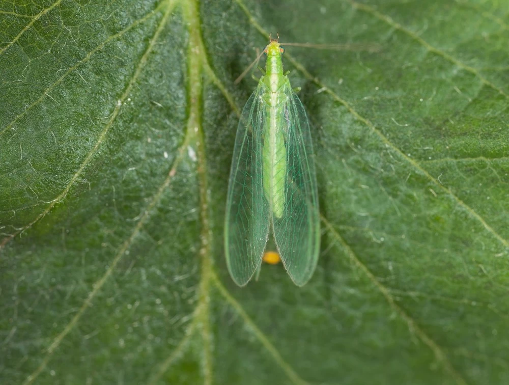 Chrysope 300 Oeufs – Image 3