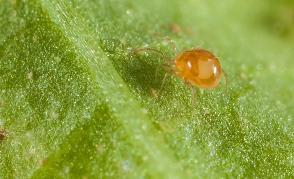 500 Acariens Phytoseiulus â Image 3