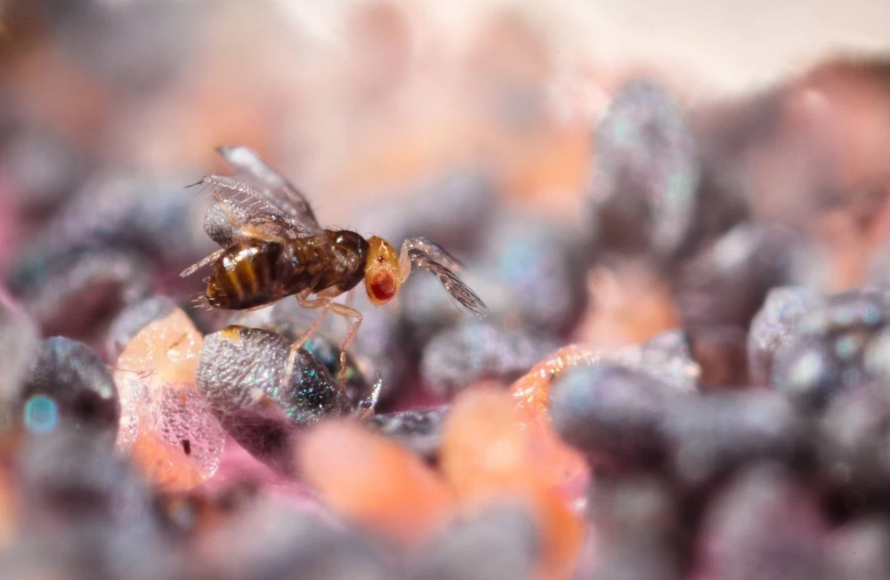 Trichogrammes Anti Pyrale De Buis Tricholine Buxus – Image 3